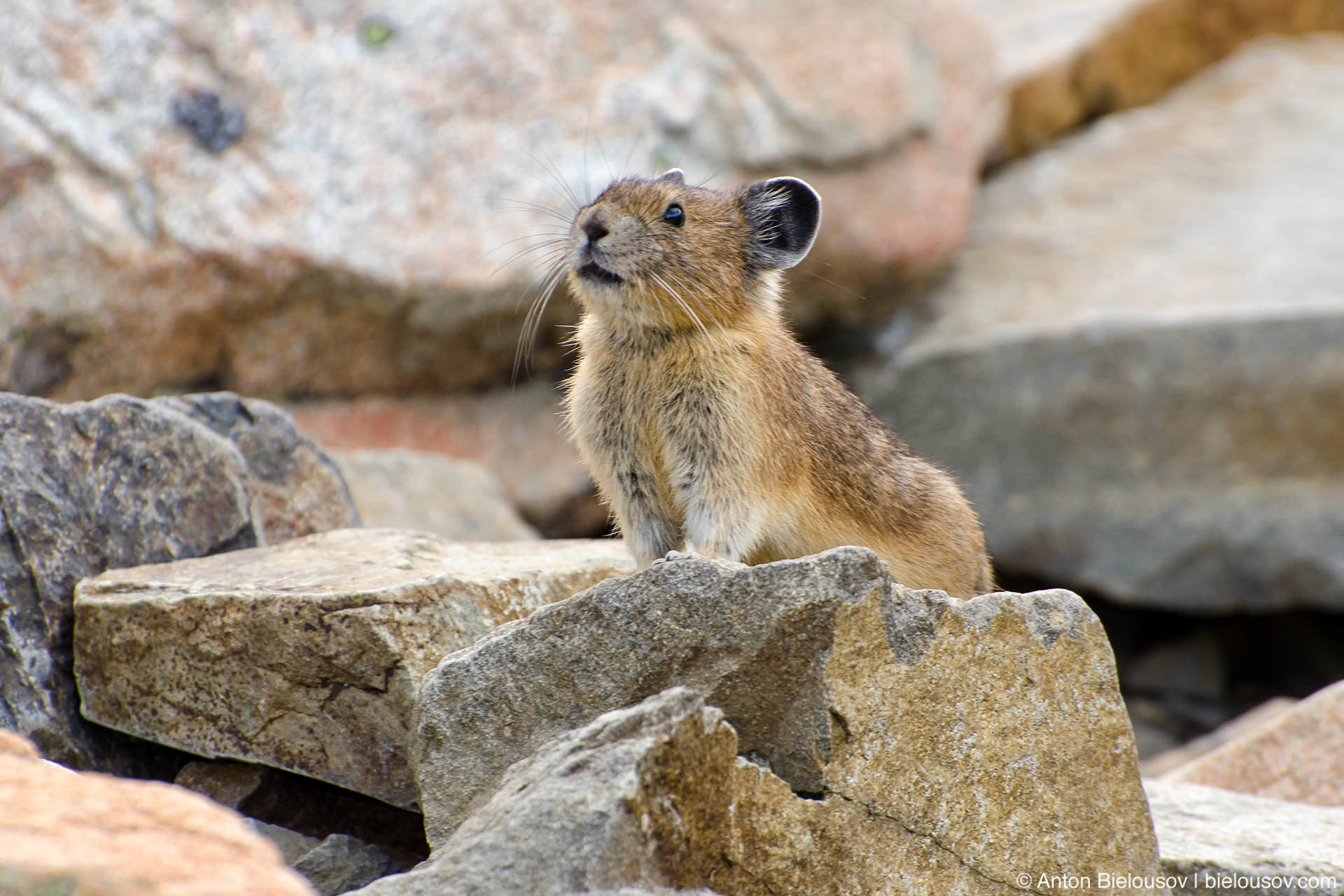 Pika. Илийская пищуха. Илийская пищуха Волшебный кролик. Ili Pika (Илийская пищуха). Илийская пищуха Китай.