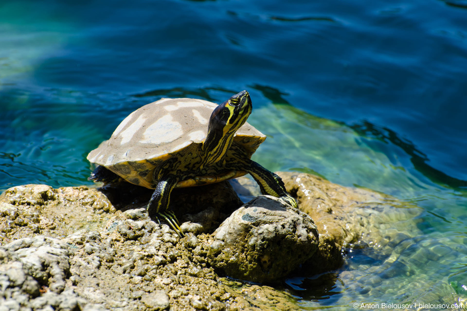 Озерная черепаха